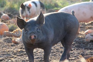 Pete's Fine Swine