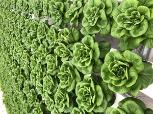 Mt. Pleasant Growers LLC