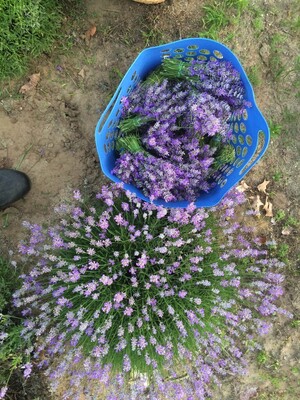 Water Way Lavender Farm