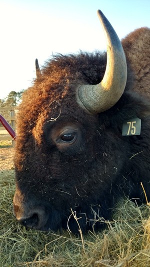 Bama Bison