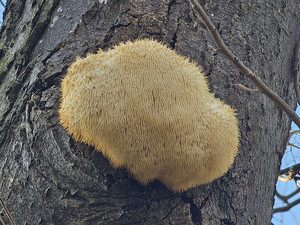 Fungi Farms