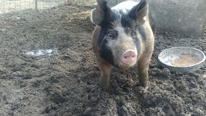 Gratz Farms