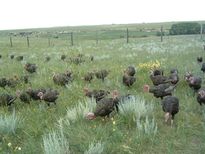 Shady Springs Ranch