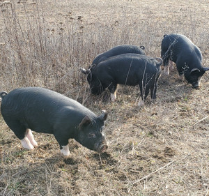 Hidden Hills Farm