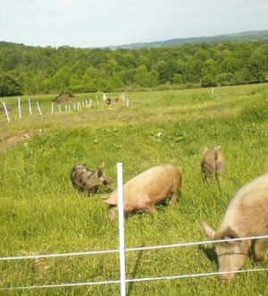 Moon Dancing Farm