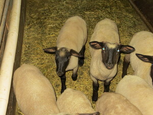 Harris Suffolks