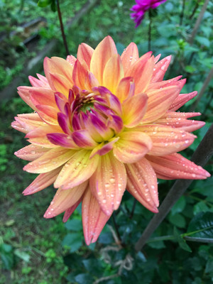 Duchess Farms