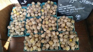 Cotyledon Community Vegetable Farm