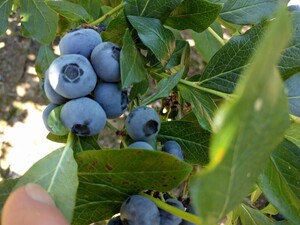Meadowglenn Farm Blueberries