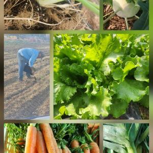 Larrys Veggies