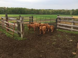 McLaughlin Farm Ltd