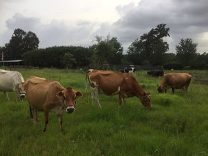 Irish Acres Farm