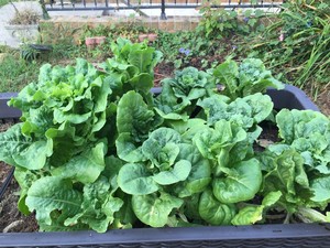 Little Garden of Eat'n