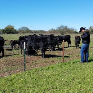 Rockin S Ranch: Premium Texas Beef Delivered