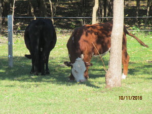 Summerdale Farms, Inc.