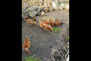 Chesapeake Green Farms