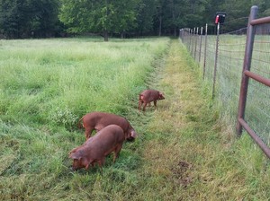 Serenity Farm