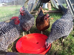 Omnivore Acres
