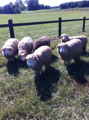 Love Ewe Farm