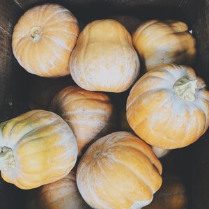 Tomato Mountain Farm