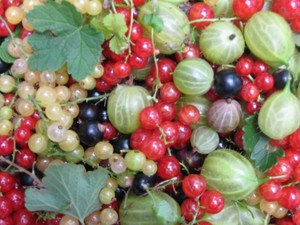 G and S Orchards and CSA