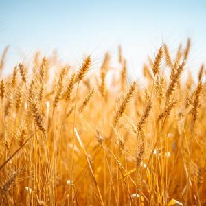 Grains