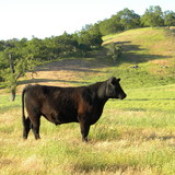 J&R Natural Meats and Sausage