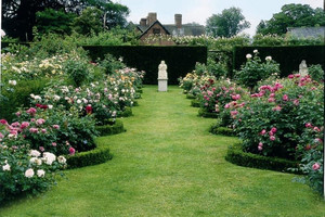 All About Petals