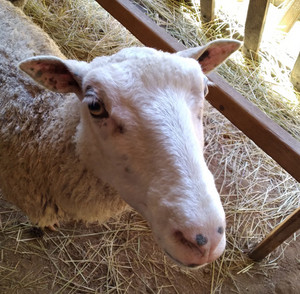Wild Rose Finnsheep