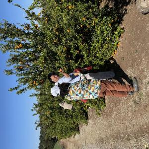 Sunmist Fruit Farm