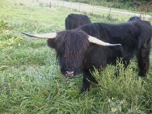 Highway H Highland Cattle Ranch