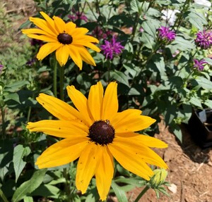 Clear Creek garden & field