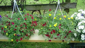 Fran and Ann's Produce Stand