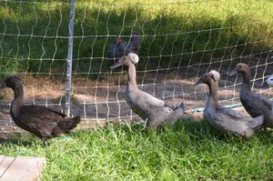 Grand Army Farm, LLC
