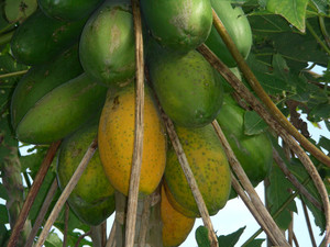 Seabreeze Organic Farm