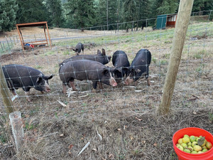 Pigs Can Fly Ranch