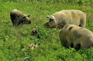 Breezy Acres Farm