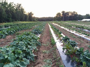 Lansing Farm Market & Greenhouses