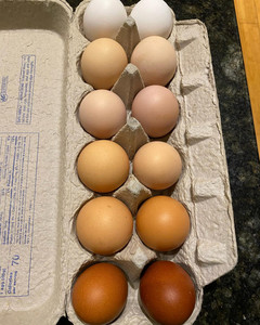 Brower Family Farm