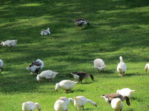 Silver Valley Farms