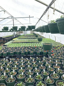 Prevette Family Farm