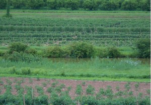 Hindinger Farm
