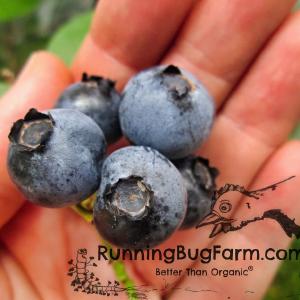 Running Bug Farm