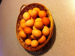 Watson Eggs