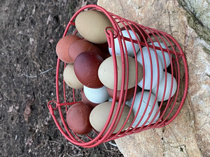 Fox Farm & Forage LLC