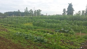 Bitterweed Farm