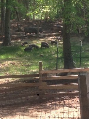 Cabin Creek Heritage Farm