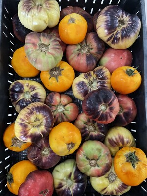 Mystic Roots Farm