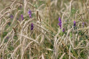 Doudlah Farms, LLC