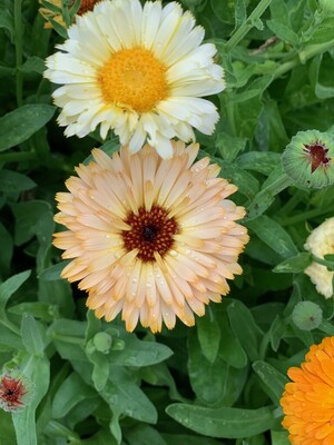 Rising Tide Botanicals